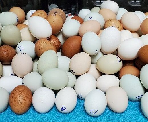 Potluck Ultra Rare Special Hatching Eggs