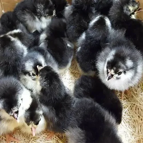 black australorp chicks for sale - Image 2