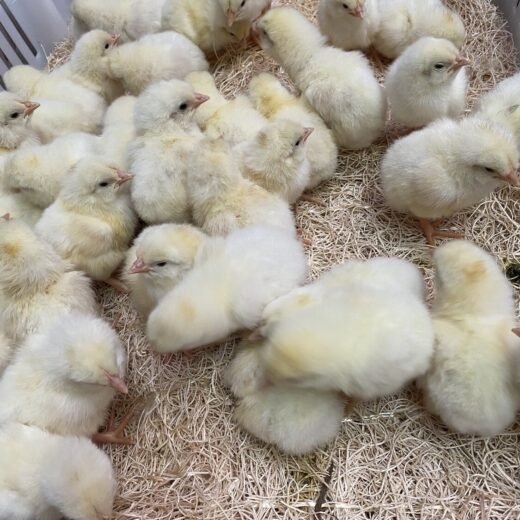 white leghorn day old chicks