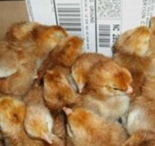 pumpkin hulsey day old chicks for sale