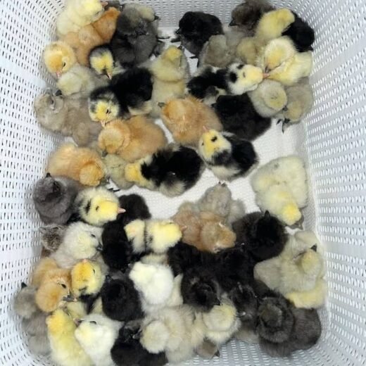 Pure Kelso Day-Old Baby Chicks for Sale