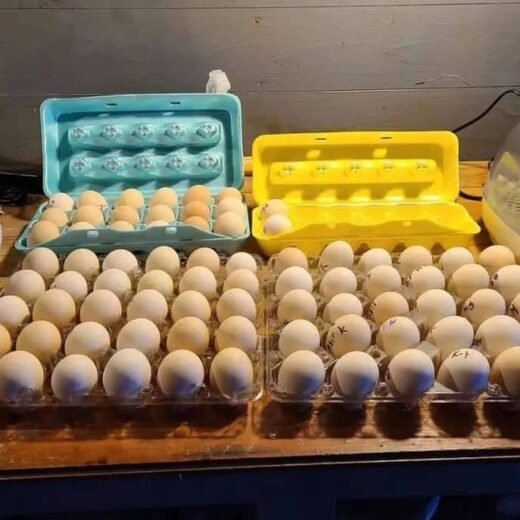 fertile Pure Kelso Gamefowl hatching eggs for sale