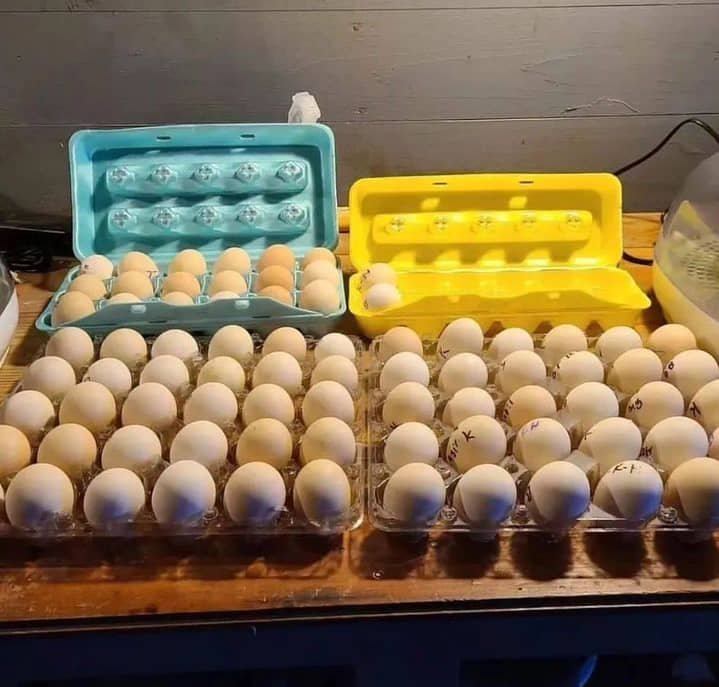 fertile Joe Goode Grey gamefowl hatching eggs