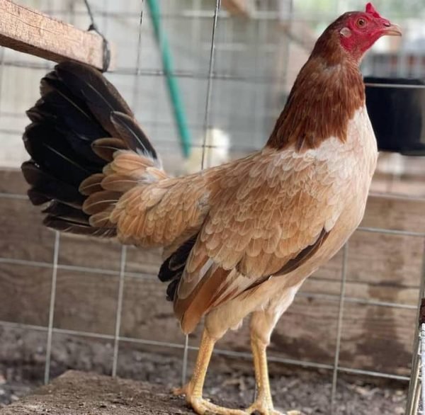 Pure Kelso Hen - Image 2