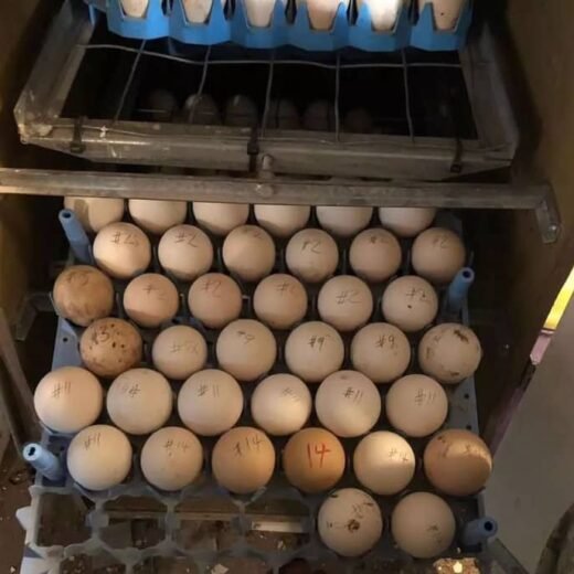 Pure Sweater Gamefowl Hatching Eggs