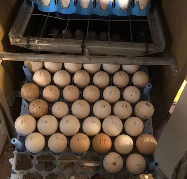 Pure Sweater Gamefowl Hatching Eggs