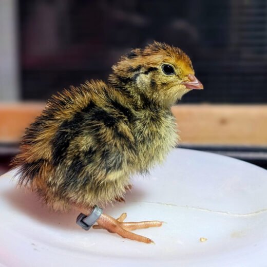Buy sexed Coturnix quail day-old chicks for sale