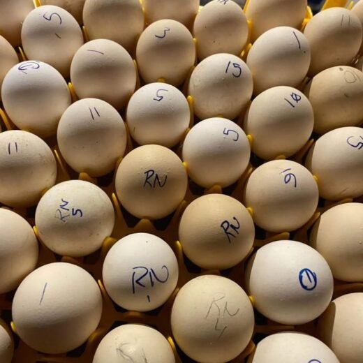 fertile Radio Leiper Gilmore Hatch gamefowl hatching eggs