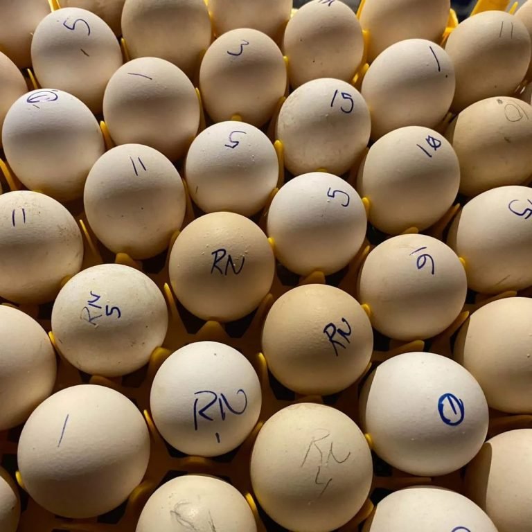 fertile Radio Leiper Gilmore Hatch gamefowl hatching eggs