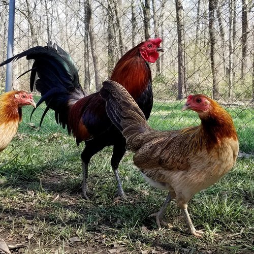 fertile Rat Graves Leiper gamefowl hatching eggs - Image 2