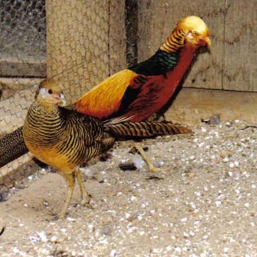 red golden pheasants pair for sale