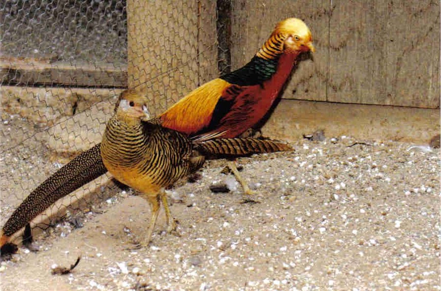 red golden pheasants pair for sale
