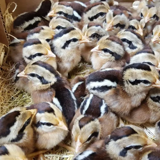 Buy sexed Red Junglefowl day-old chicks online