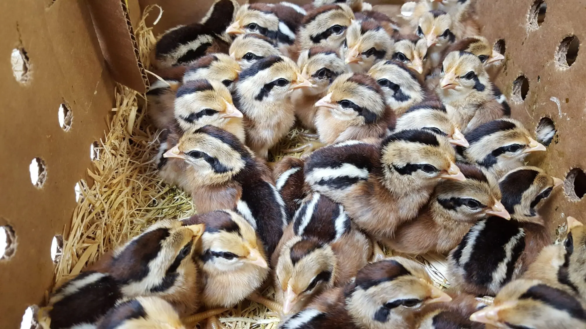 Buy sexed Red Junglefowl day-old chicks online
