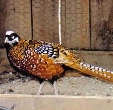 reeves pheasant pair for sale