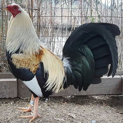 Buy purebred Regular Grey gamefowl cocks