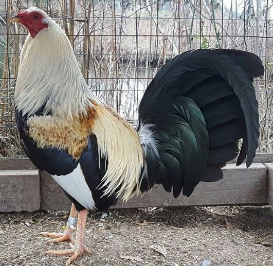 Buy purebred Regular Grey gamefowl cocks