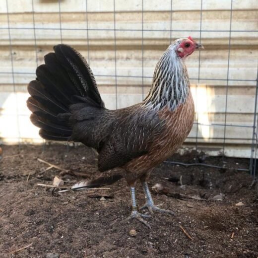 Regular Grey Hen for Sale