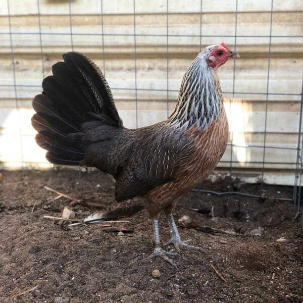 Regular Grey Hen for Sale