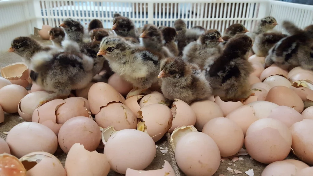 giant brahma chicken for sale - Image 7