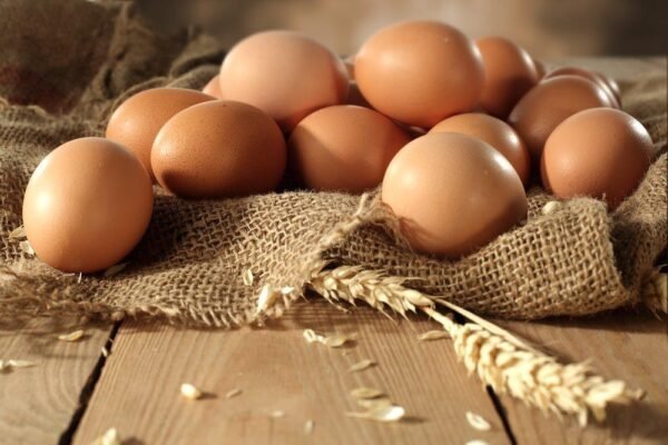 Rhode Island Red Chicken (Exhibition Type) Hatching Eggs - Image 2