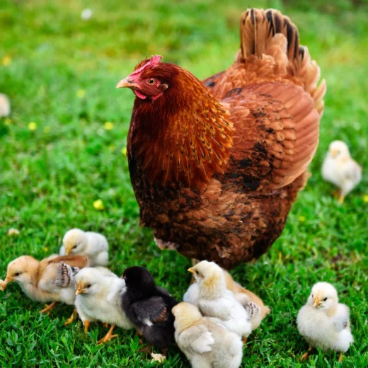 rir chicks for sale