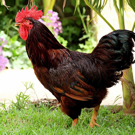 rhode island red rooster for sale