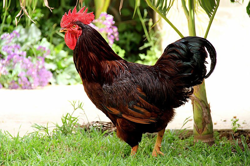 rhode island red rooster for sale