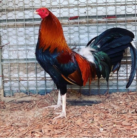 Boston Roundhead gamefowl roosters for sale