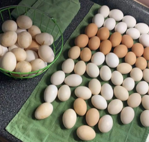 Cowan Roundhead Gamefowl Fertile Hatching Eggs