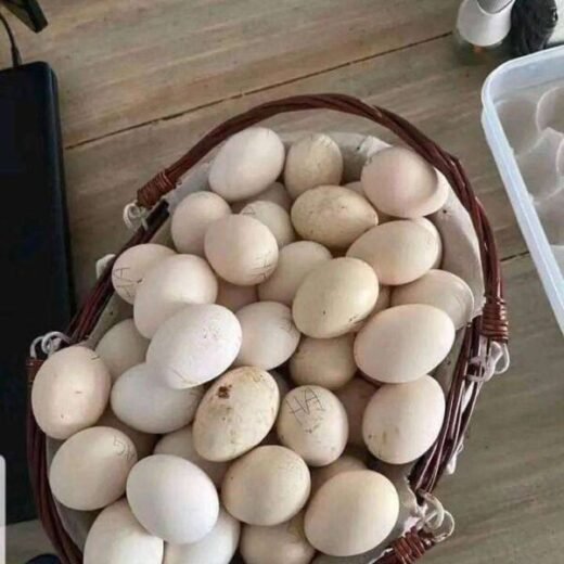 purebred Lacy Roundhead hatching eggs