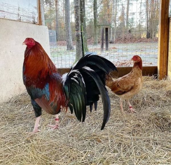 Purebred Boston Roundhead Gamefowl Pair For Sale - Image 2