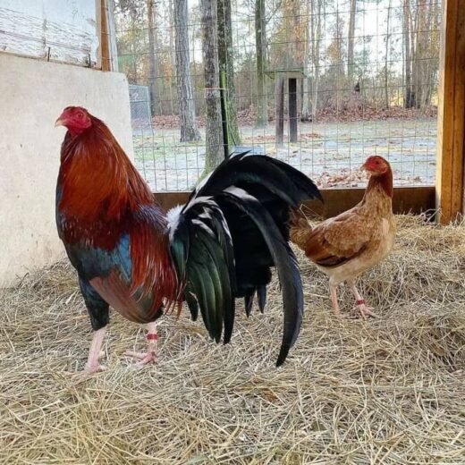 Purebred Boston Roundhead Gamefowl Pair For Sale