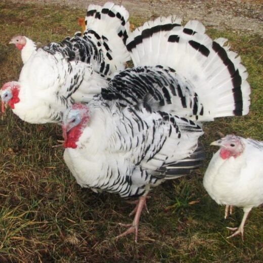 Royal Palm Turkey For Sale