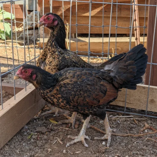 Rampuri Asil Bronze Hens For Sale