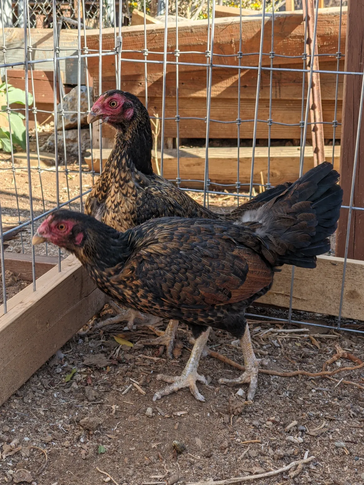 Rampuri Asil Bronze Hens For Sale