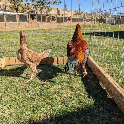 Rampuri Gamefowl Wheaton Pair