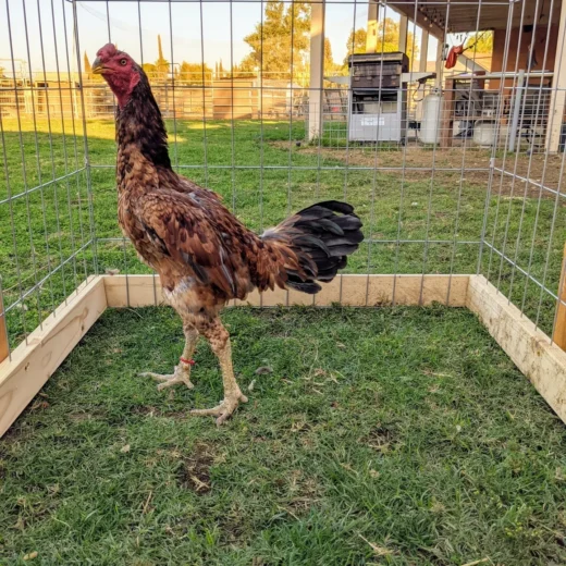 Hennie Ga Noi Don Gamefowl Rooster For Sale