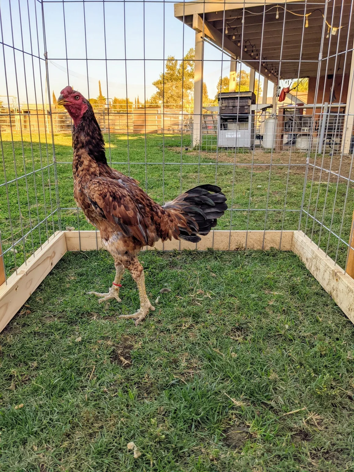 Hennie Ga Noi Don Gamefowl Rooster For Sale