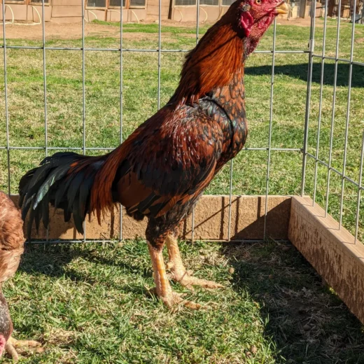 Rare Brown Red Rampuri Asil Rooster For Sale
