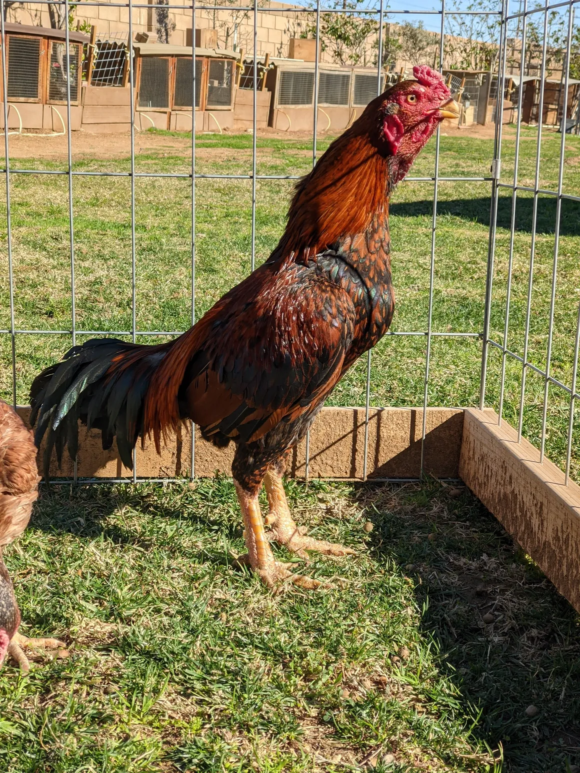 Rare Brown Red Rampuri Asil Rooster For Sale