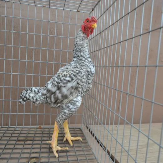 Premium Dom Ko Shamo Rooster For Sale