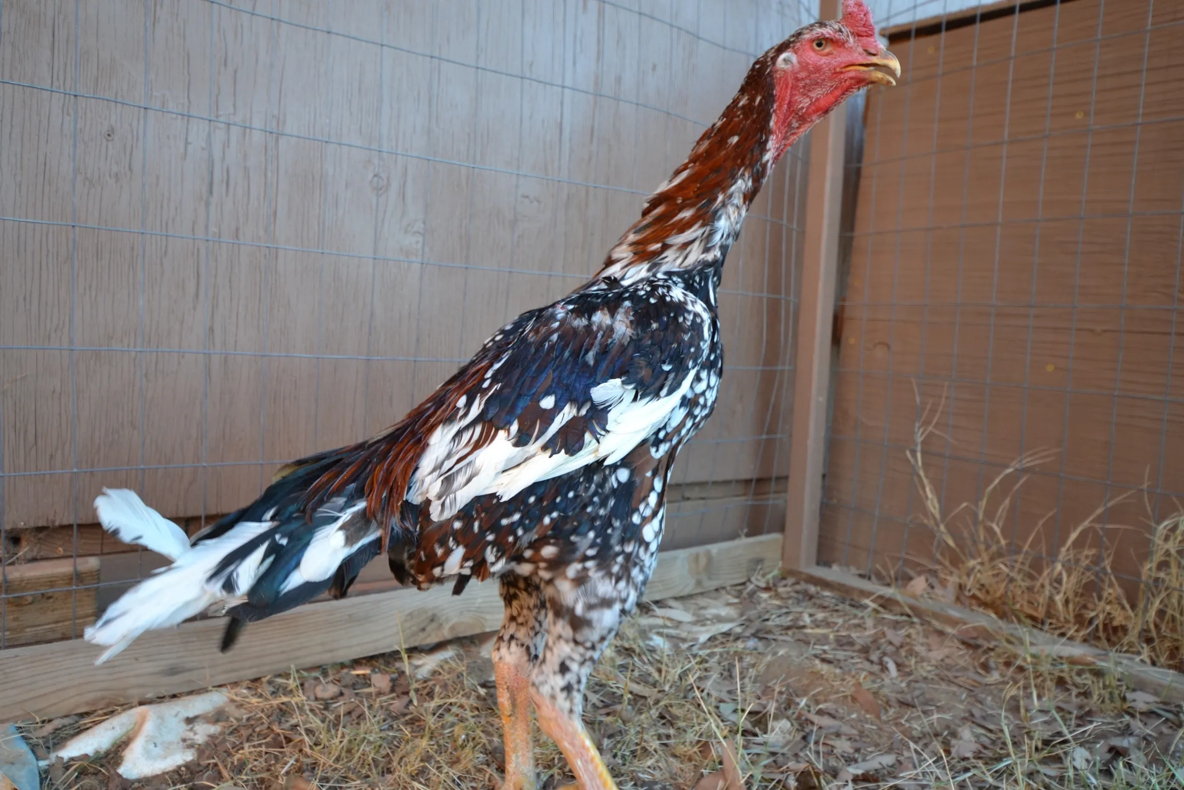 Pure O-Shamo Oriental Gamefowl for Sale - Image 2