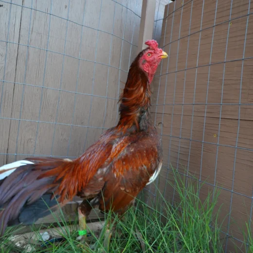 Brazilian Pumpkin gamefowl rooster