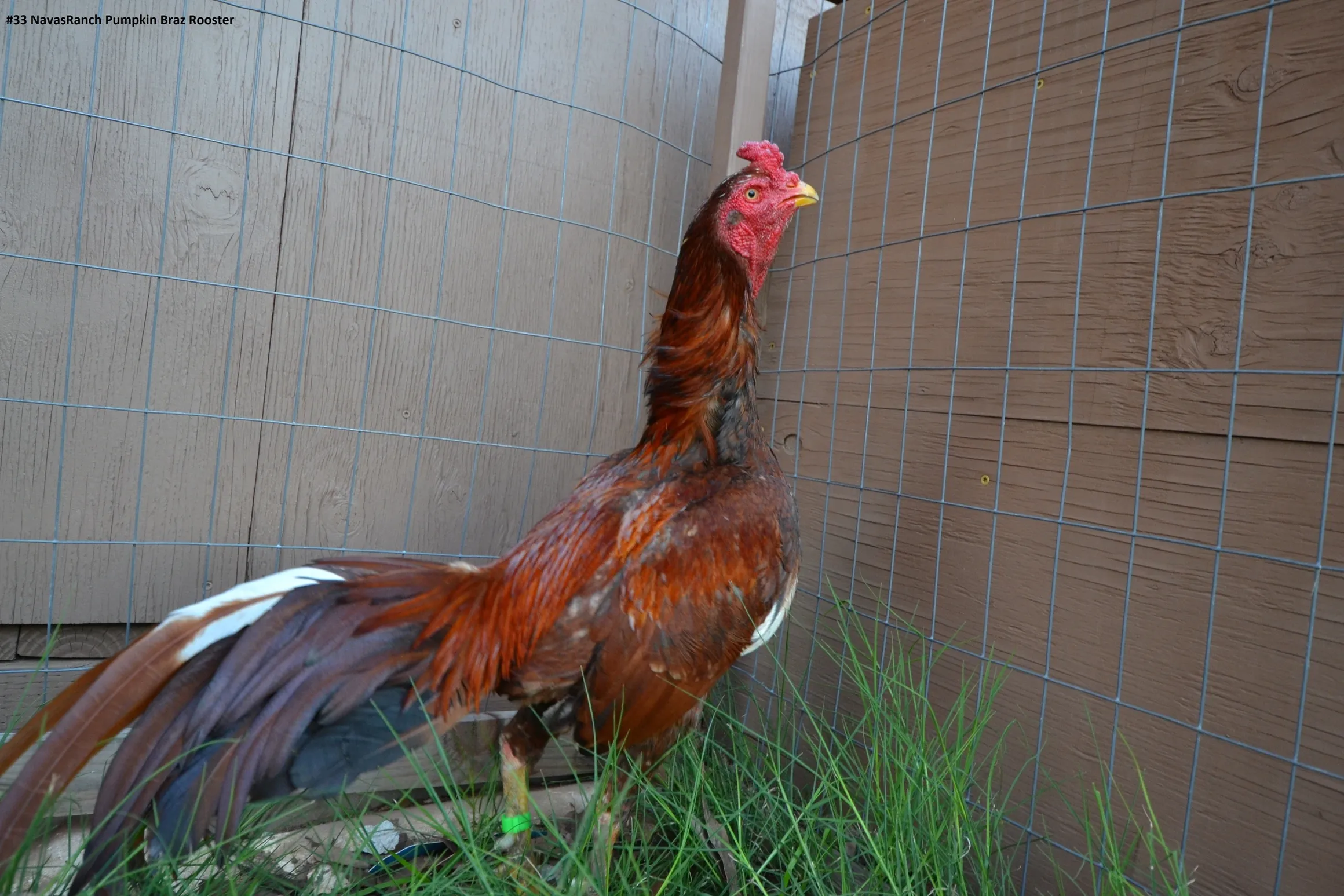 Brazilian Pumpkin gamefowl rooster