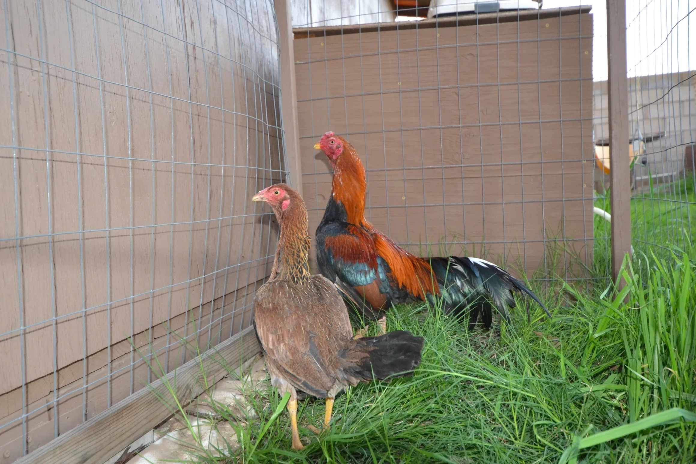 Premium Sonatol Asil Gamefowl Rooster For Sale - Image 2