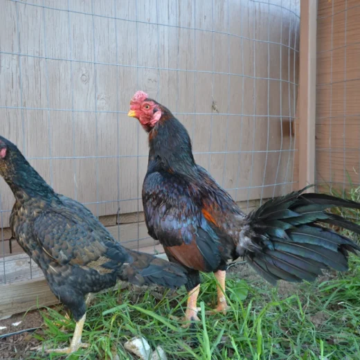 Rampuri Asil Dark Red Pair For Sale