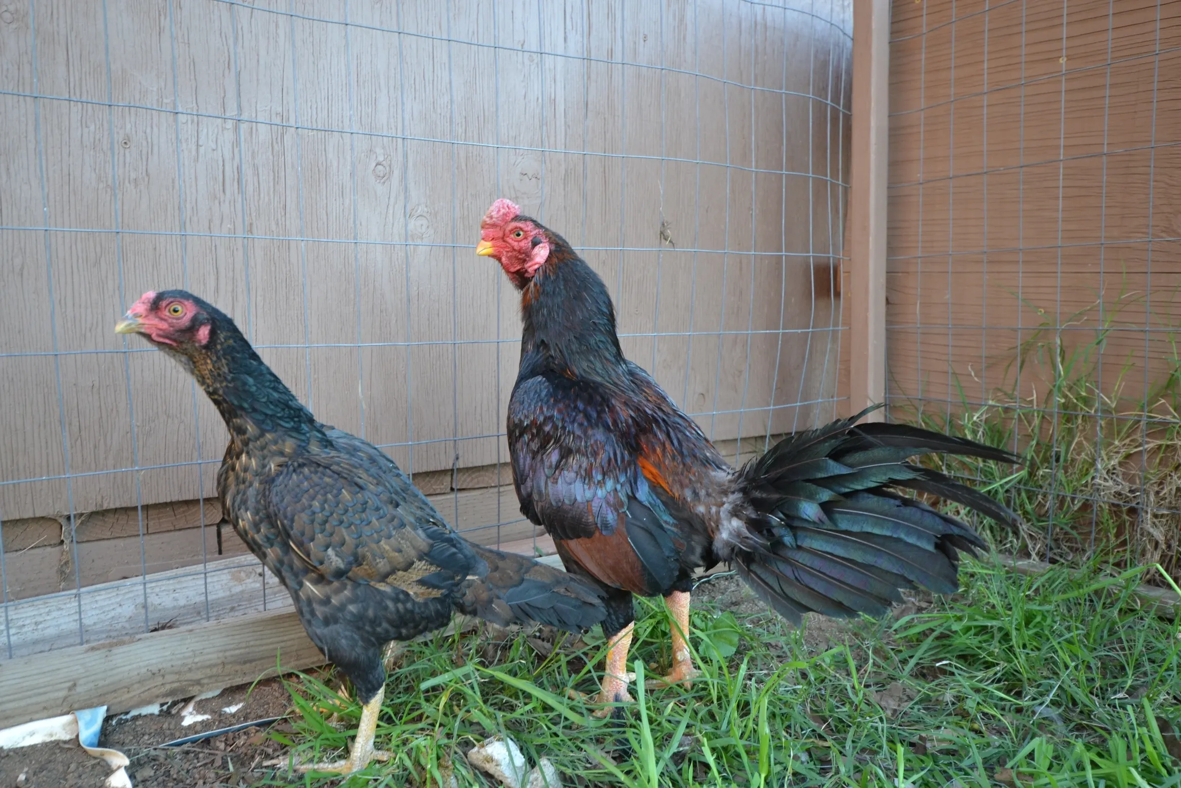 Rampuri Asil Dark Red Pair For Sale
