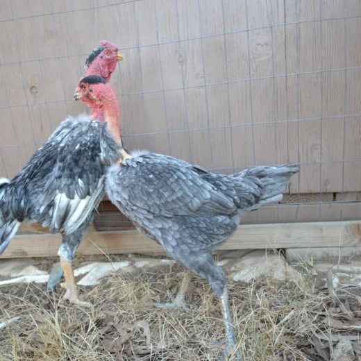 Madagascar Blue Gamefowl Pair For Sale