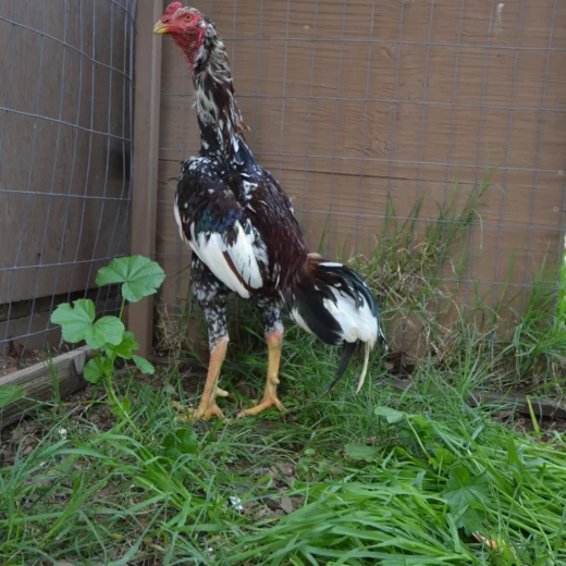 Pure O-Shamo Oriental Gamefowl for Sale